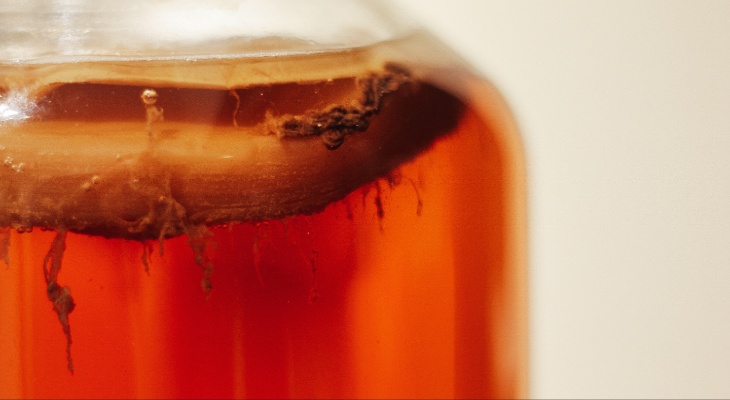 kombucha scoby