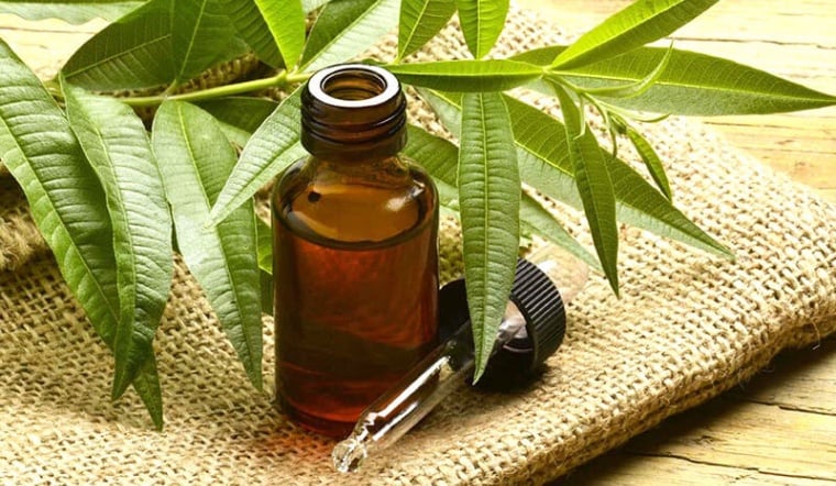 Trong tinh dầu tràm trà có chứa nhiều hoạt chất kháng viêm, giúp ngăn chặn sự tấn công của những vi khuẩn gây hại.