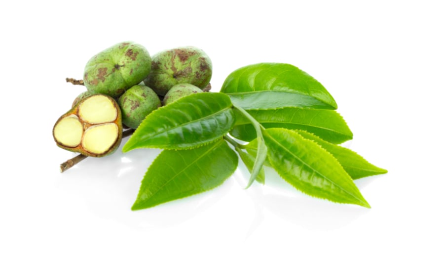 Chất chống oxy hóa trong lá trà xanh có hiệu quả trong việc làm trẻ hóa các tế bào da