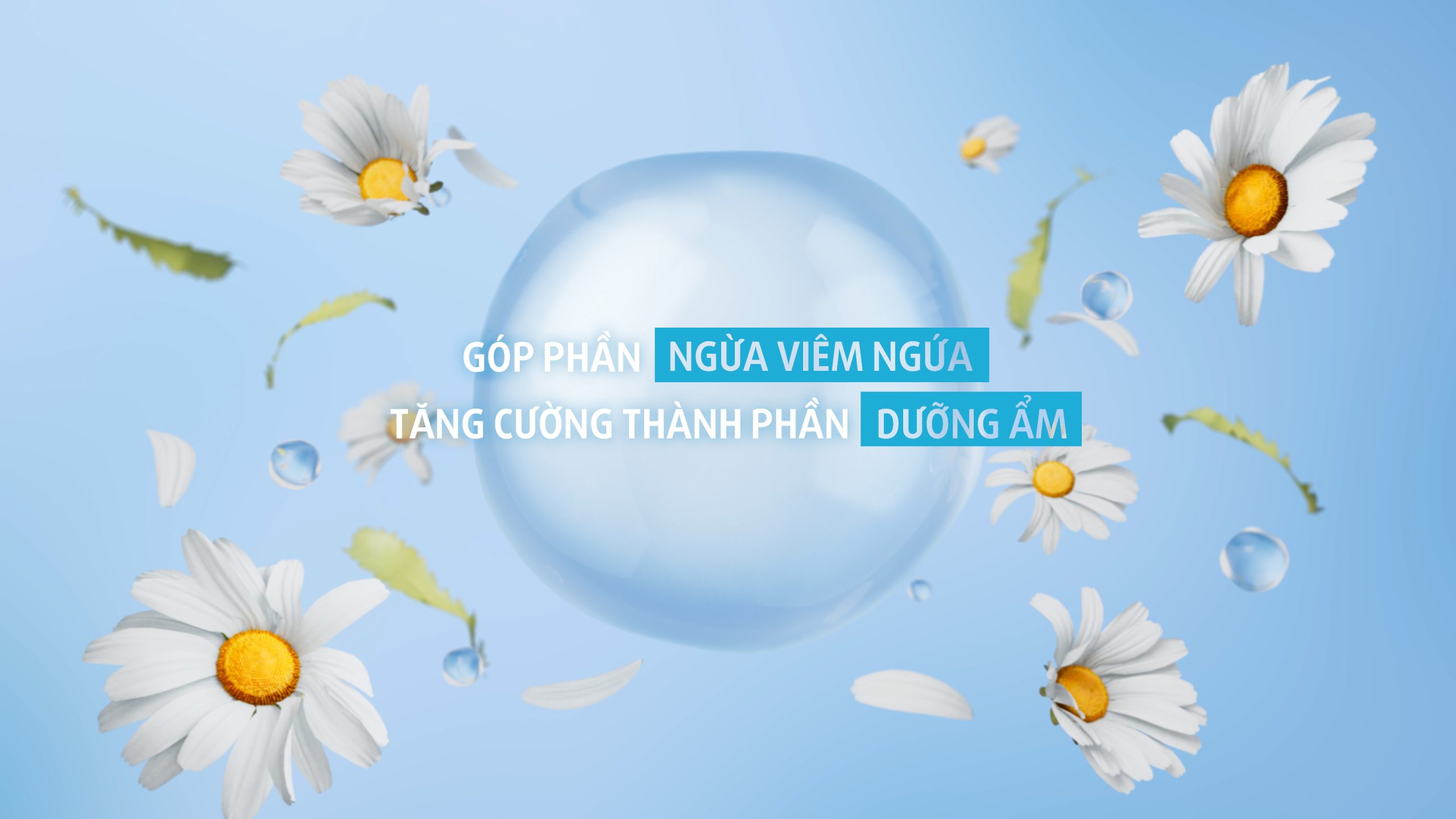 hình hoa cúc trên nền xanh