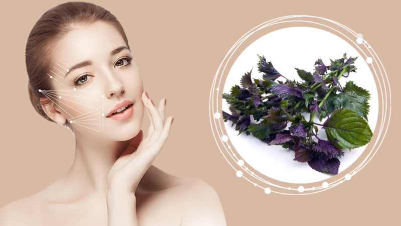 Thành phần chsoong viêm tự nhiên như axit rosmarinic và các flavonoids giúp làm dịu da, giảm sưng viêm và kích thích quá trình tái tạo tế bào da.