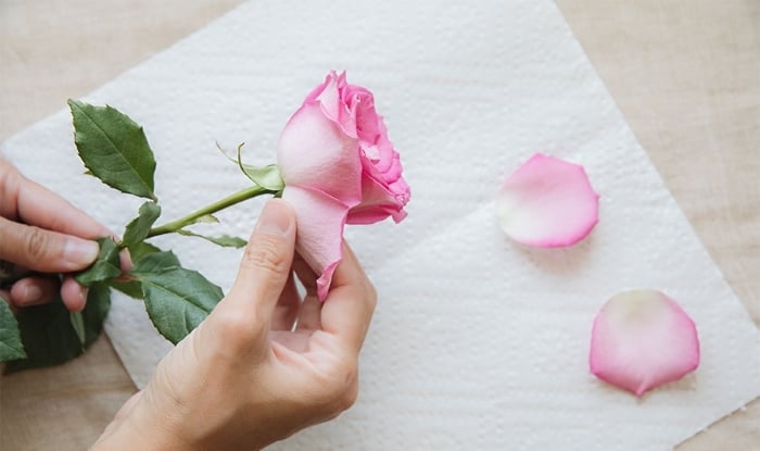 Tách rời cánh hoa hồng