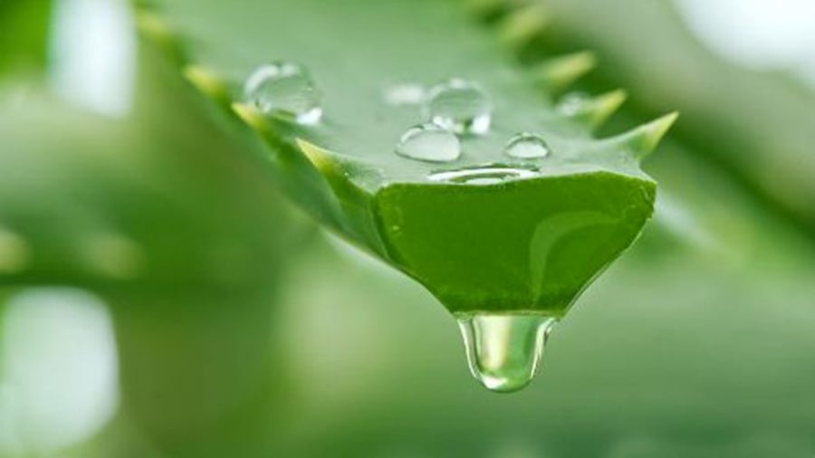 Gel nha đam có rất nhiều công dụng tốt đối với làm da