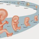 Cân nặng của thai nhi theo tuần tuổi chuẩn WHO