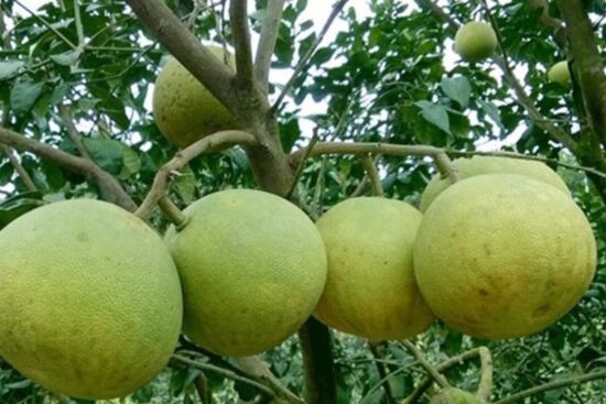 Có nên trồng cây bưởi trước nhà? Chuyên gia hé lộ điều bất ngờ