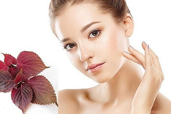 Điểm danh những tác dụng làm đep tuyệt vời từ lá tía tô