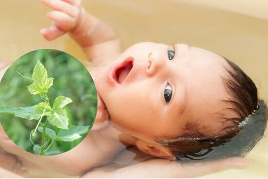 Top 25 loại lá tắm mát da, trị rôm sảy cho trẻ sơ sinh