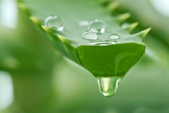 4 công dụng siêu tốt của nha đam đối với làn da