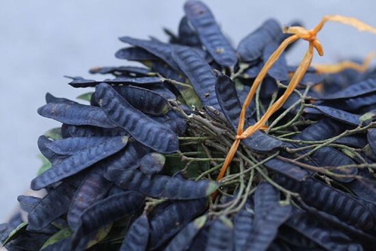 4 tác dụng làm đẹp cho tóc tuyệt vời từ bồ kết, giúp tóc chắc khỏe mềm mượt