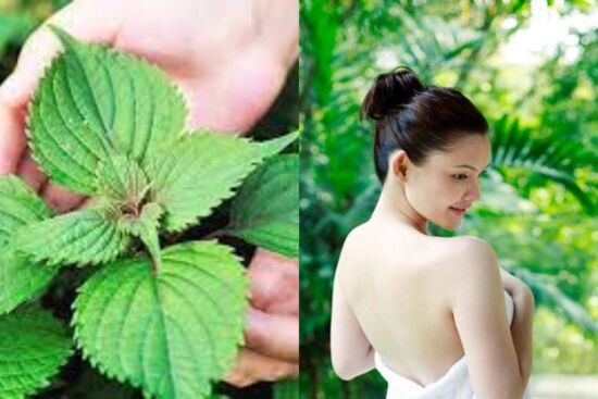 Tắm trắng, làm đẹp da, trị mụn bằng lá tía tô, tin được không?