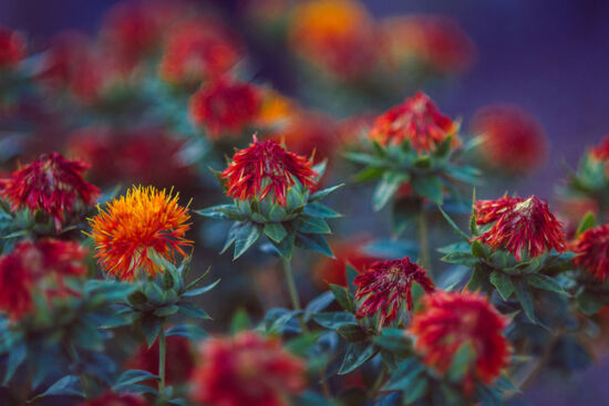 CLA - Bí quyết giảm mỡ an toàn và hiệu quả