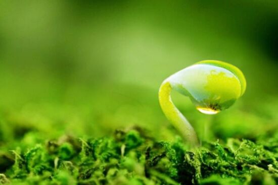 Bật mí lý do phái đẹp nên dùng mầm đậu nành mỗi ngày