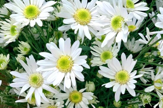 Hướng dẫn cách cắm cúc họa mi đẹp và tươi lâu