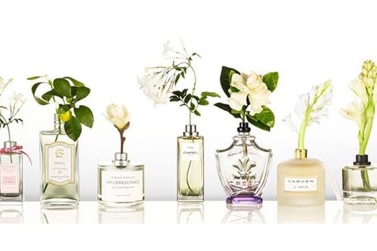 Khám phá thế giới nước hoa từ những nhóm hương cơ bản nhất