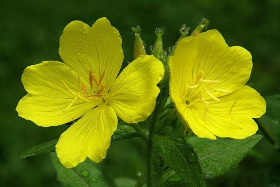 Review tinh dầu hoa anh thảo Evening Primrose Oil Puritans Pride