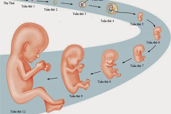 Cân nặng của thai nhi theo tuần tuổi chuẩn WHO